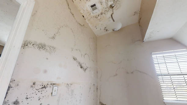 Best Comprehensive Air Testing for Mold Contaminants  in Glenwood, GA