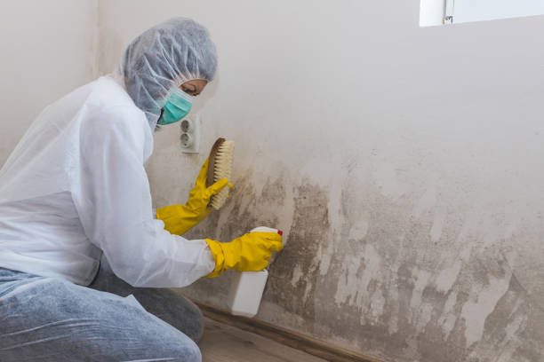 Professional Mold Removal in Glenwood, GA