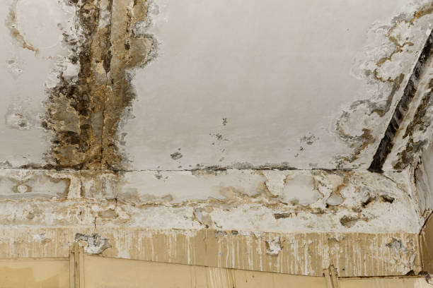 Environmental Consulting for Mold Prevention in Glenwood, GA