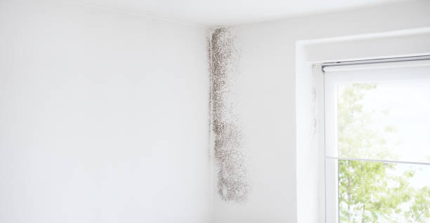 Best Real Estate Mold Inspection  in Glenwood, GA