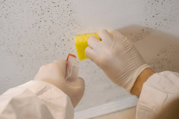 Best HVAC Mold Inspection and Cleaning  in Glenwood, GA