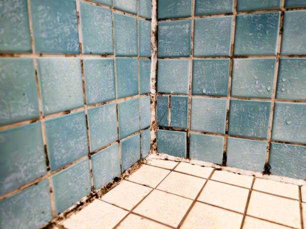 Best Environmental Consulting for Mold Prevention  in Glenwood, GA