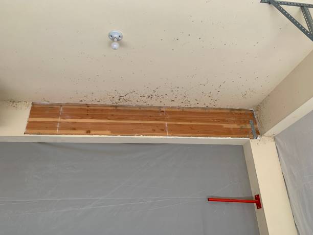 Mold Remediation for Vacation Homes in Glenwood, GA