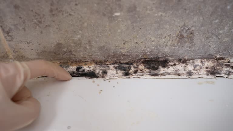 Mold Remediation for Rental Properties in Glenwood, GA